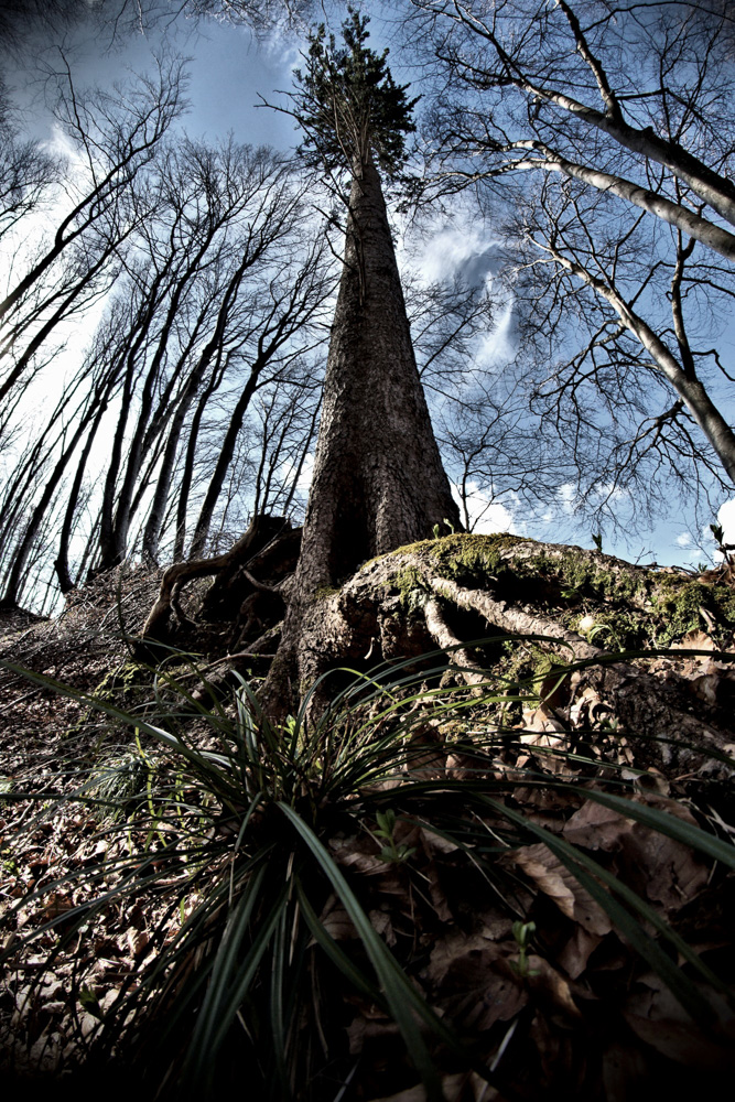 8. Platz Harald Unglert